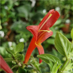 Columnea 'Fireworks'